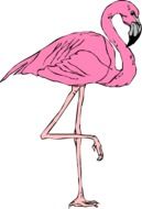 Flamingo Pink Bird drawing