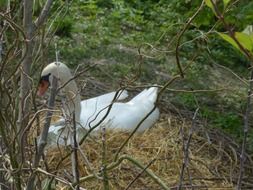 mute swan on the nest