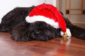 Dog in Christmas Cap