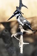 white and black Kingfisher bird perched dry branch in the wildlife