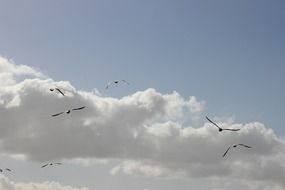 flying seagulls in sunny day
