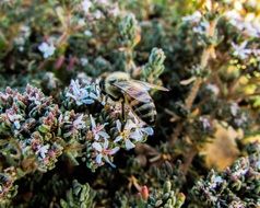 honey Bee at Work, Macro
