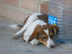Dog Tired