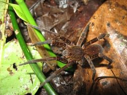 tarantula, big dangerous spider