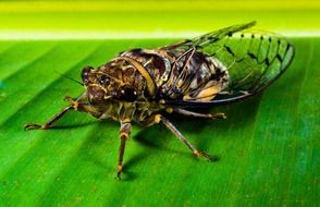large unknown bug