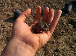 little frog in hand