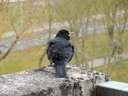 blackbird on the edge of a stone