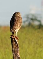 Owl Play Birds