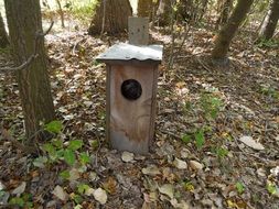 forest birdhouse