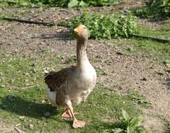 Picture of poultry Goose on a farm
