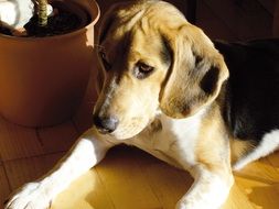 beagle near a flower pot in the sunlight