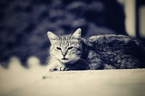 Resting cat on a street