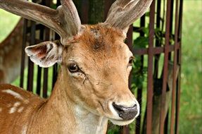 male fallow deer head close up