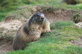 Rodent on green hillock close-up