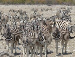 herd of zebras in africa