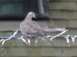 pigeon on a barbed wire