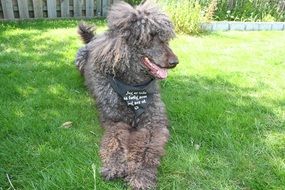 Standard Poodle Dog