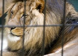 beautiful lion in a zoo cage