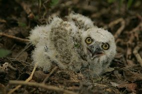 chick of a owl on the ground