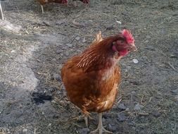 laying hen on farm