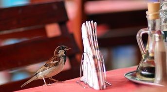 Colorful cute charming sparrow on the table