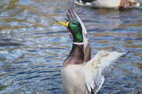 duck on the lake with a wide wingspan