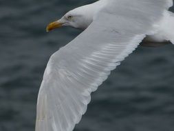 White Seagull Bird in a flight