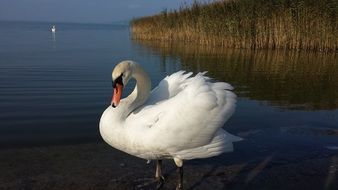 elegant swan stands on the background of the lake