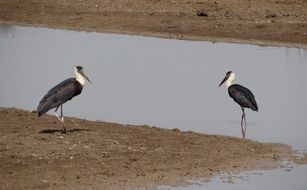 woolly necked storks in wildlife