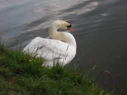 elegant swan on the water near the shore