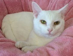 white cat on the pink background