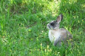 gray rabbit in tall green grass