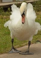 handsome Swan Bird