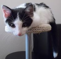 young black and white Cat looking with attention