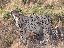 Cheetah and her kittens