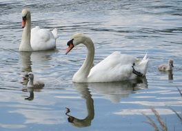 beautiful and cute Swans Birds
