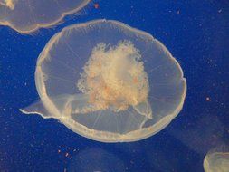 transparent jellyfish in the sea
