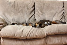 domestic Doberman dog is sleeping on the couch