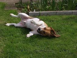 Beagl Dog Pet Grass Out