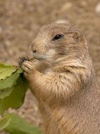 gnawing rodent
