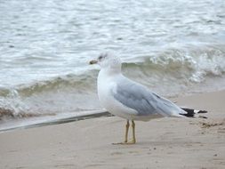 wild seagull looks at the waves of the sea