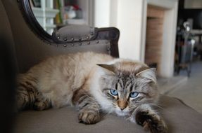 beautiful blue-eyed cat is resting