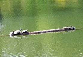 wild turtles in the green pond