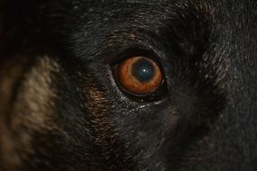 Macro photo of dog eye