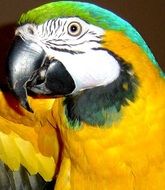 charming Macaw Bird