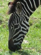 zebra on pasture close up