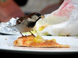 sparrow stands on a slice of pizza on a plate