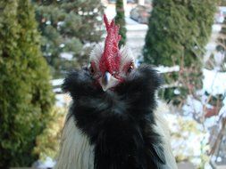 black and white fluffy cock in China close-up on blurred background