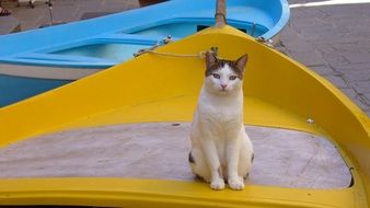 cat in a yellow boat