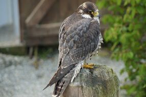 small perched falcon